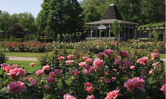 s_Rose Garden Hendrie Park Gardens_530.jpg