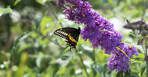 Coupon - Cambridge Butterfly Conservatory 劍橋蝴蝶館 - 門票立省高達$8