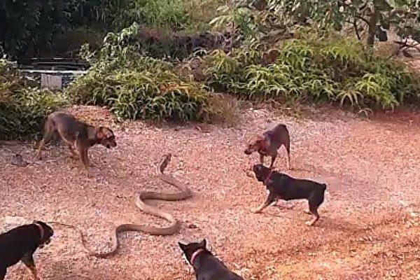 5-dog-beat-cobra-600x400