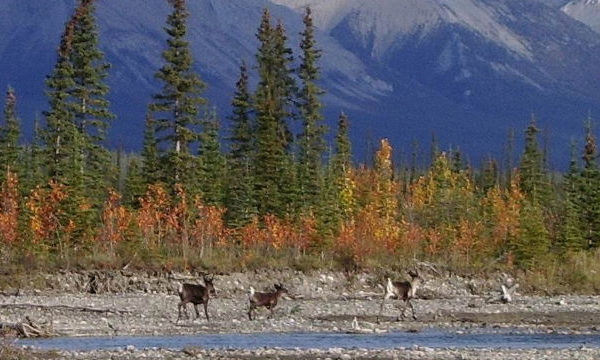 nwt-Mountain_Caribou_on_the_Redstone_River_Photo_by_Craig_Scott-940x360-600x360.jpg