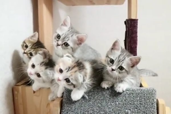 cat-600x400.jpg