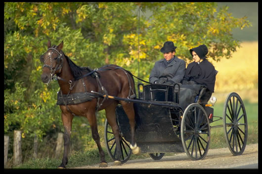 Kitchener Multiculture Mennonites Horse_530.jpg