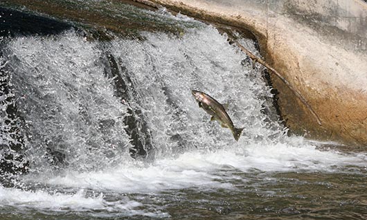 Jumping fish.JPG