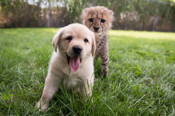 puppycheetah1-600x400.jpg