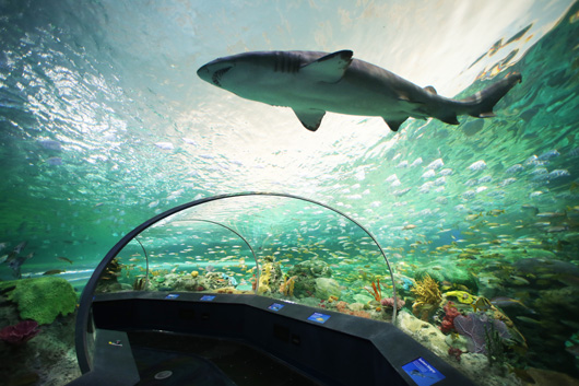 Ripley’s-Aquarium14.jpg