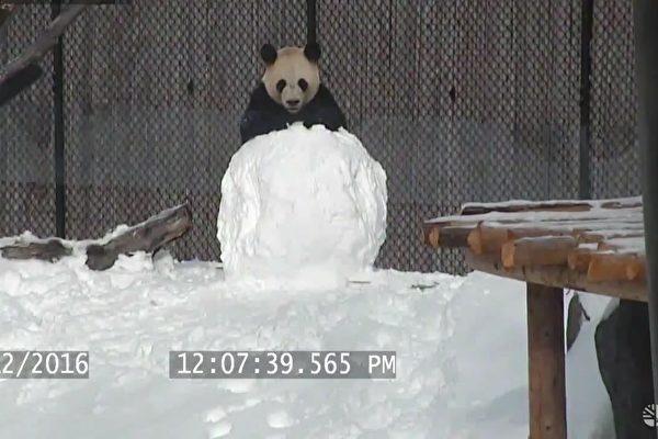 Panda-600x400