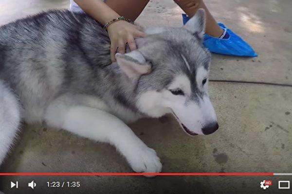 husky-600x400