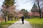 春暖花開：多倫多春季好去處