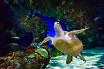 Ripley’s Aquarium  -- 加拿大瑞普利水族館