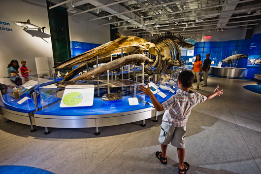 Blue-Whale.jpg