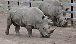 Coupon - Safari Niagara 尼亞加拉野生動物園 - 門票最多省$18