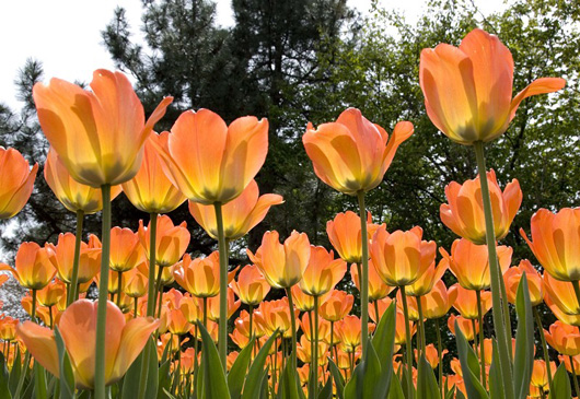 tulip3.jpg