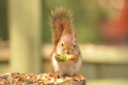 red-squirrell.jpg