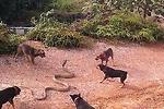 5狗大戰眼鏡蛇