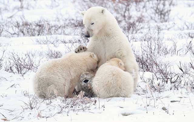 cubs-E-Rock-2012-1024x647_Re.jpg