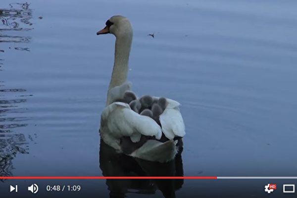 swan-600x400
