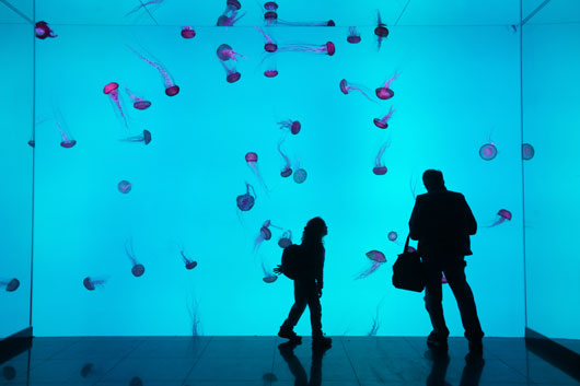 Planet-Jellies-13.jpg