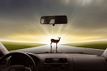  如果看到動物站在車路上或正在穿過，狠踩剎車，必要時停車。(Fotolia)