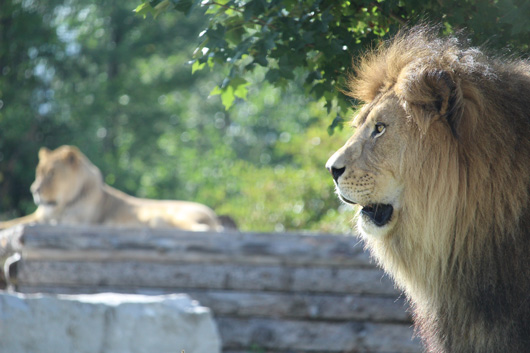 lion_theme.jpg