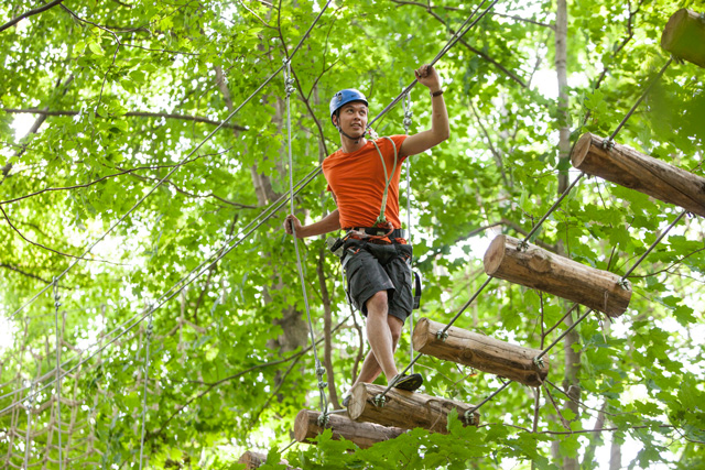 TreeTop_theme.jpg